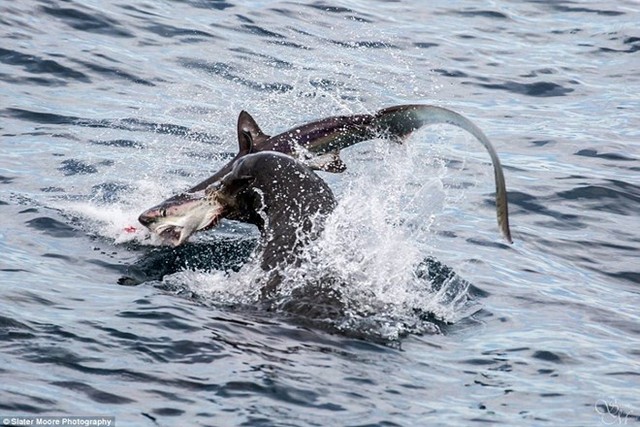 
Con cá mập dài 1,5m còn quá nhỏ và không có kinh nghiệm săn mồi. (Nguồn: Daily Mail)
