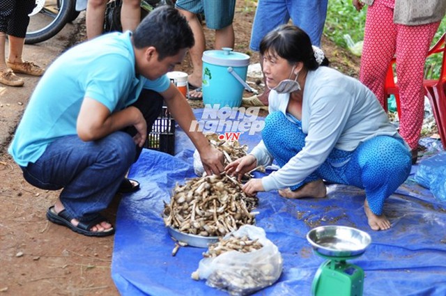 Nấm mối bày ra, chỉ chốc lát là có người mua hết ngay... Đọc thêm tại: http://nongnghiep.vn/kiem-vai-trieu-moi-dem-nho-nam-moi-post147440.html | NongNghiep.vn