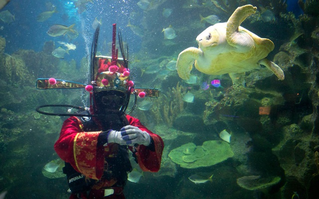 Thợ lặn mặc trang phục Thần Tài cho cá và rùa ăn trong dịp Tết Nguyên Đán tại công viên hải dương Aquaria KLCC ở Kuala Lumpur, Malaysia.