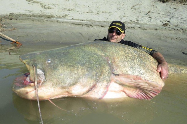 Ngư dân Dino Ferrari ôm con cá trê khổng lồ vừa bắt được từ sông Po ở vùng ngoại ô của Mantova, Italia. Con cá có chiều dài gần 3 mét và nặng tới 127 kg