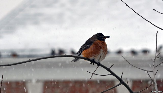 Chim két đậu trên cành cây dưới mưa tuyết ở Fairfax, Virginia, Mỹ.