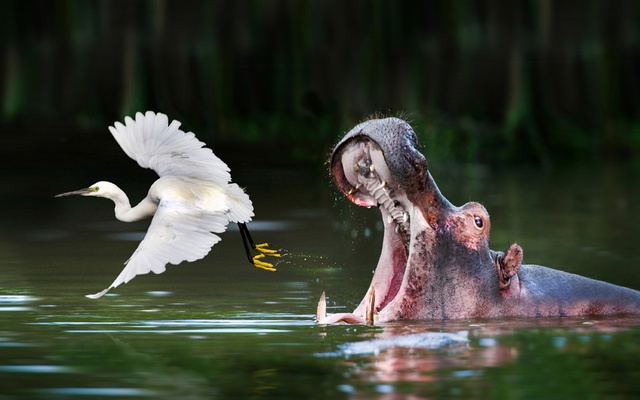 Hà mã đói há miệng cố gắng đớp chim diệc bay phía trước tại hồ Mburo ở Uganda.