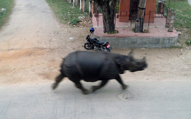 Tê giác hoang dã thoát khỏi khu bảo tồn Parsa  và tấn công vào thị trấn Makawanpur ở miền nam Nepal, húc  chết 1 người làm thương 6 người khác.