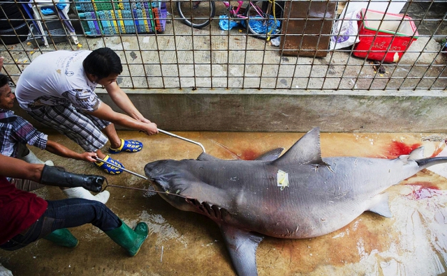Công nhân sử dụng móc sắt để kéo cá mập trong một khu chợ hải sản ở Samut Sakhon, Thái Lan.