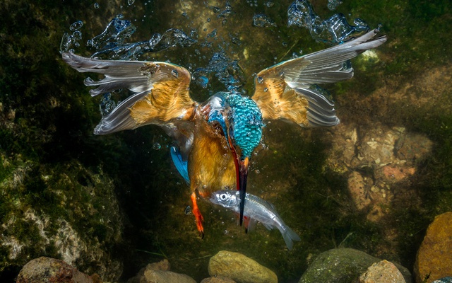 Nhiếp ảnh gia ghi lại cảnh tượng chim bói cá săn mồi dưới dòng suối ở Trentino, Italia.
