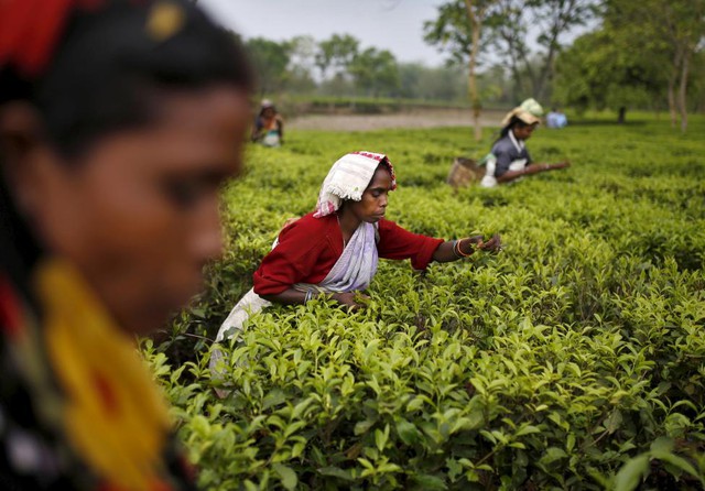 Công nhân hái lá chè tại một trang trại ở Assam, Ấn Độ.