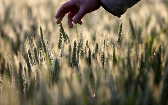 Nông dân kiểm tra lúa mì trồng tại thị trấn Lâm Nghi, tỉnh Sơn Đông, Trung Quốc.