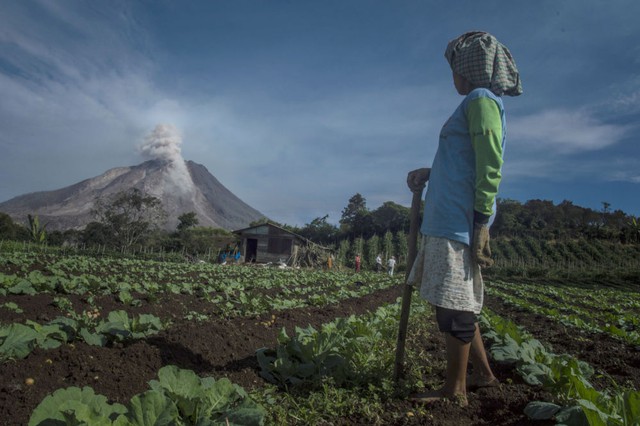 Nông dân làm việc trên cánh động gần núi lửa Sinabung đang phun trào tro bụi tại huyện Karo, tỉnh Sumatra, Indonesia.