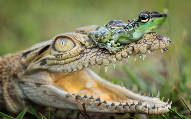Nhiếp ảnh gia Hendy Mp ghi được cảnh tượng ếch ngồi trên đầu cá sấu ở Kalimantan, Indonesia.