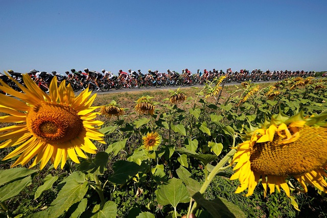 Các tay đua đi qua cánh đồng hoa hướng dương trong chặng thứ 11 của cuộc đua xe đạp Tour de France, giữa Pau và Cauterets, Pháp.