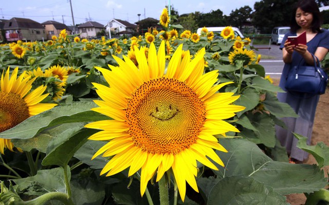 Hình mặt cười trên bông hướng dương tại một cánh đồng hoa hướng dương ở Tokyo, Nhật Bản.