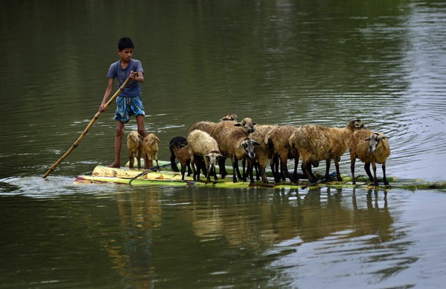 Cậu bé chèo bè bằng thân cây chuối để vận chuyển gia súc qua khu vực ngập lụt ở bang Assam, Ấn Độ.