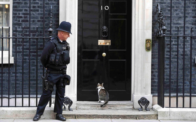 Mèo ngồi chờ để vào ngôi nhà số 10 tại phố Downing ở London, Anh.