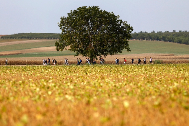 Người di cư đi qua một cánh đồng ở Serbia trên đường tới biên giới với Croatia.