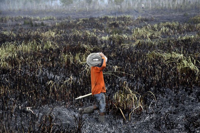 Lính cứu hỏa chuẩn bị dụng cụ để dập tắt một đám cháy rừng ở Ogan Ilir, Nam Sumatra, Indonesia.