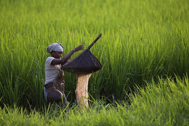 Nông dân dùng dụng cụ truyền thống để đánh cá trên cánh đồng lúa gần ngôi làng Tetelia ở Gauhati, Ấn Độ.
