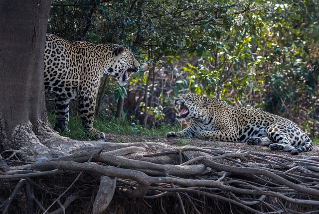 Hai con báo đốm đang thực hiện nghi thức tán tỉnh đầy “dữ dội” ở Pantanal, Brazil.