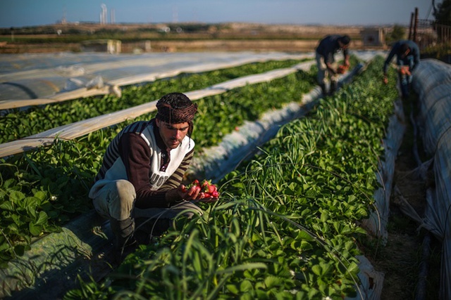 Nông dân Palestine thu hoạch dâu tây trên cánh đồng ở Beit Lahia, Dải Gaza.