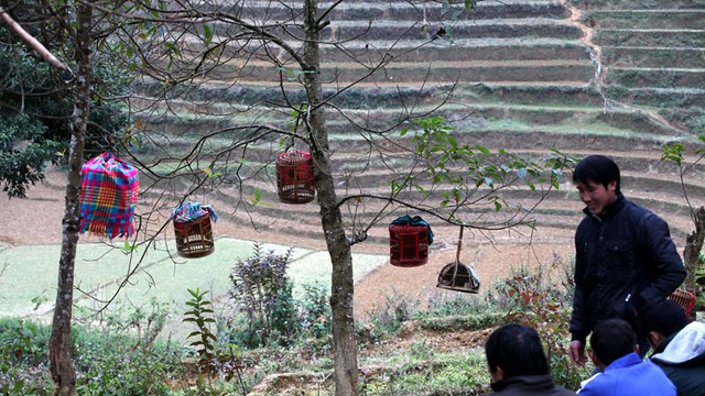 Chợ phiên, chợ chim, họa mi