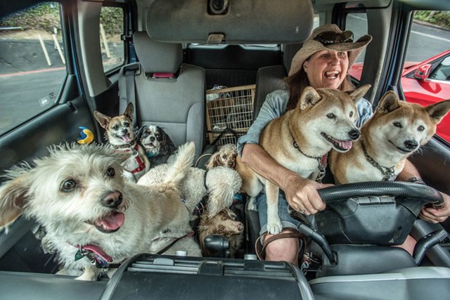 
Dog Walker của Johanna Siegmann. (Nguồn: Sputniknews)
