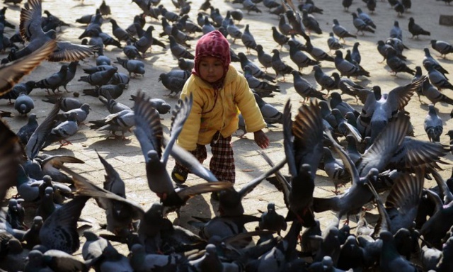 Em bé chơi đùa với chim bồ câu trên quảng trường Durbar ở Kathmandu, Nepal.