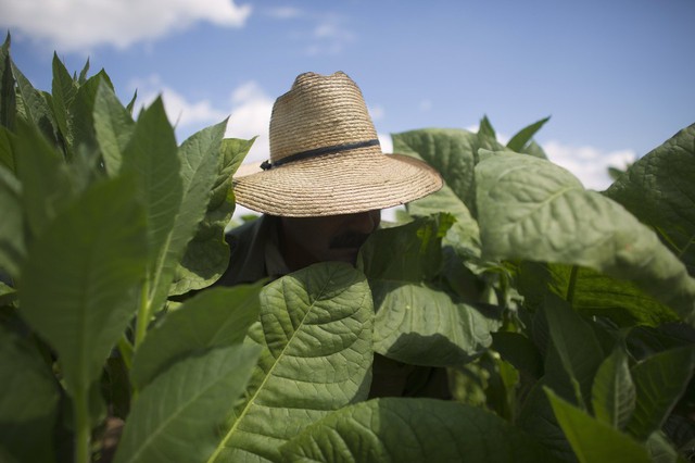 Người đàn ông thu hoạch lá cây thuốc lá tại một trang trại ở Pinar del Río, Cuba.