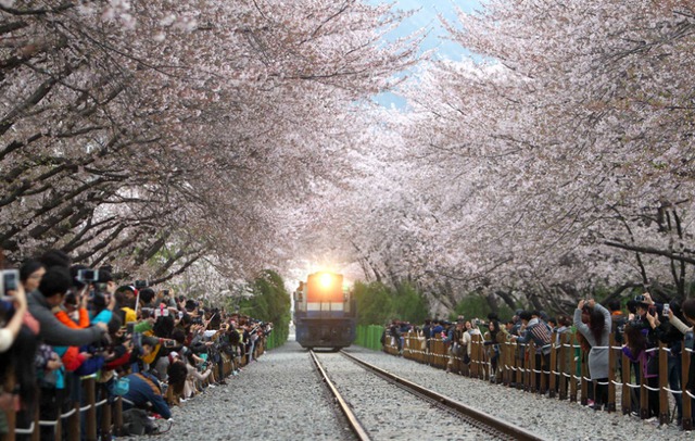 Tàu hỏa di chuyển dọc hai hàng cây hoa anh đào trong dịp lễ hội hoa anh đào Chinhae ở Chang Won, Hàn Quốc.