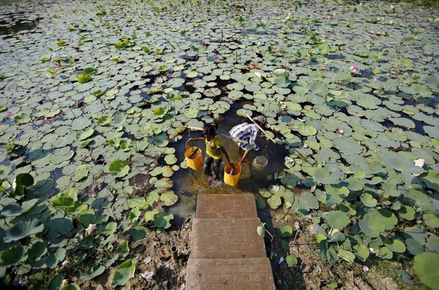 Các bé gái lấy nước từ một ao sen ở Dala, Myanmar.