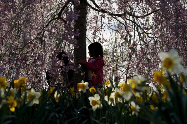Bé gái chơi đùa giữa những cây hoa anh đào nở rộ ở công viên Branch Brook tại Newark, Mỹ.