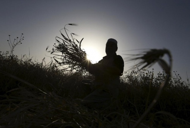 Người đàn ông thu hoạch lúa mạch tại một trang trại ở Khan Younis, Gaza.