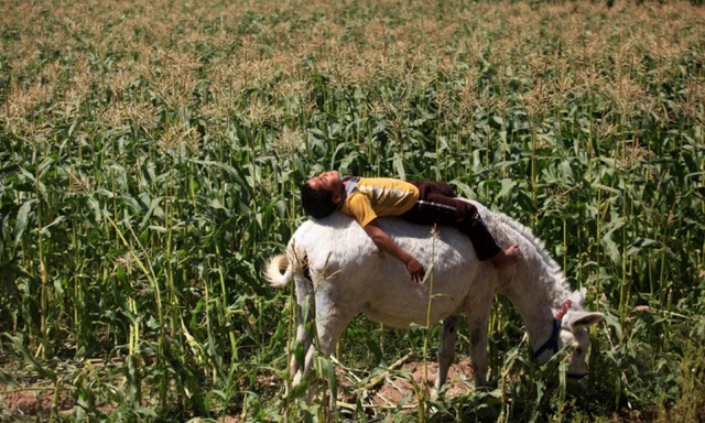 Cậu bé nằm nghỉ trên lưng lừa giữa cánh đồng ngô ở Beit Lahia, Dải Gaza.