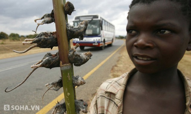 Món chuột đồng của người Lilongwe: Một cậu bé đang bán chuột trên một con đường thuộc thủ đô Malawi. Chuột được xem là đặc sản của đất nước này.