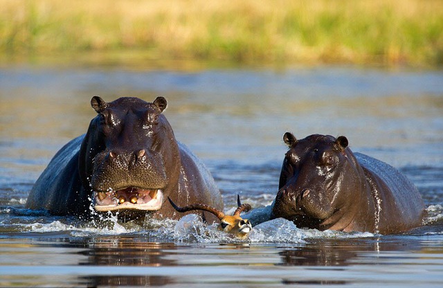 Hai con hà mã đói truy đuổi linh dương dưới sông Khwai  tại vùng đồng bằng Okavango, Botswana.