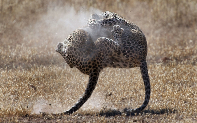 Cặp báo gấm quyết chiến tranh giành lãnh địa trong công viên động vật hoang dã Kgalagadi, Nam Phi.