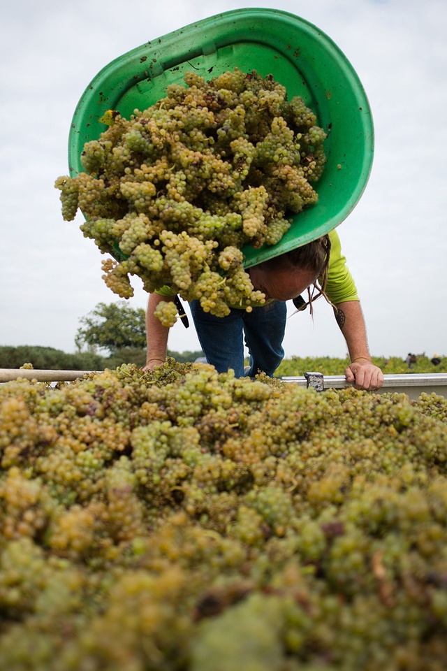 Công nhân thu hoạch nho tại vườn nho Muscadet, miền tây nước Pháp.