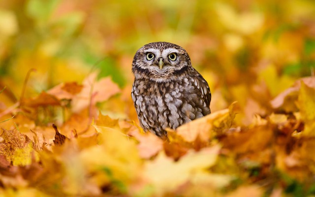 Chim cú nhỏ đậu trên lá mùa thu rơi ở Masham, North Yorkshire, Anh.