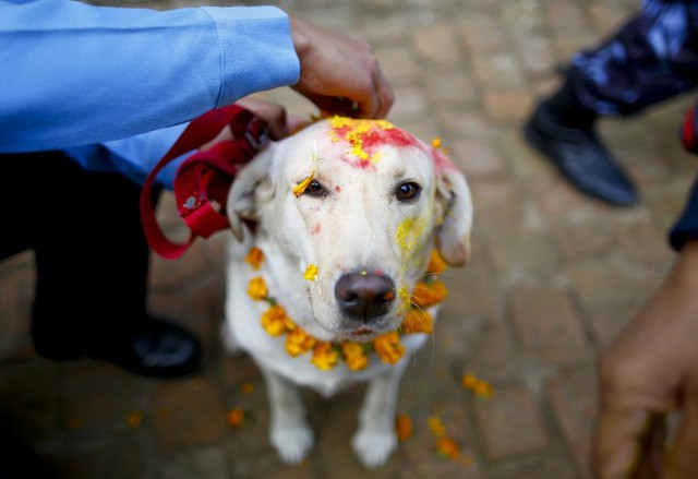 Một sĩ quan cảnh sát ban phước cho chú chó của mình trong lễ hội Tihar ở Kathmandu, Nepal.