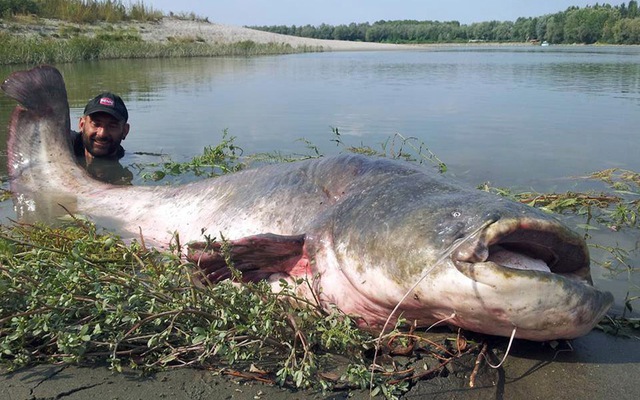 Ngư dân bắt được một con cá tra không lồ nặng tới 120 kg tại sông Po gần Mantova, Italy.