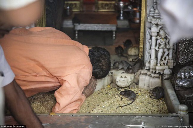 
Một tín đồ cầu nguyện giữa bầy chuột vây xung quanh tại ngôi đền Karni Mata.
