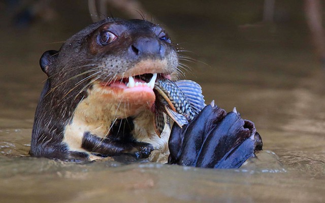 Rái cá khổng lồ săn mồi dưới sông tại vùng đồng bằng Pantanal, Brazil.