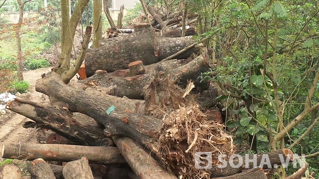 Trao đổi với PV, ông Nguyễn Xuân Hưng - Phó giám đốc Công ty TNHH MTV Công viên cây xanh Hà Nội cũng khẳng định, đây là “kho” tập kết những cây xanh trong thời gian qua được chặt hạ ở thủ đô Hà Nội.