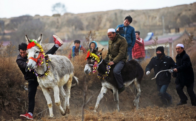 Những người nông dân tham gia một cuộc đua lừa tại Hải Nguyên, Khu tự trị dân tộc Hồi Ninh Hạ, Trung Quốc.