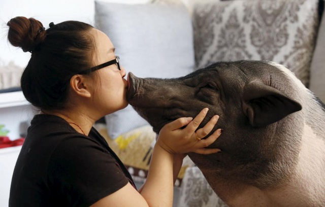 Cô Zhu Roaming hôn chú lợn cưng nặng tới 85 kg ở Bắc Kinh, Trung Quốc. Cả 2 đã trở thành một hiện tượng trên mạng xã hội.