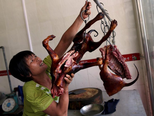 Đầu bếp treo thịt chó lên móc trong một quán thịt chó tại thành phố Ngọc Lâm, Trung Quốc.