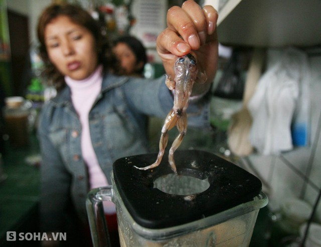 Thức uống được ngâm từ thịt ếch sống: Đây là món ăn đặc sản của Peru. Tại các khu chợ, người ta thường bán loại thức uống này, những con ếch khi được bắt về sẽ được làm sạch, lột da và pha trộn làm thức uống.