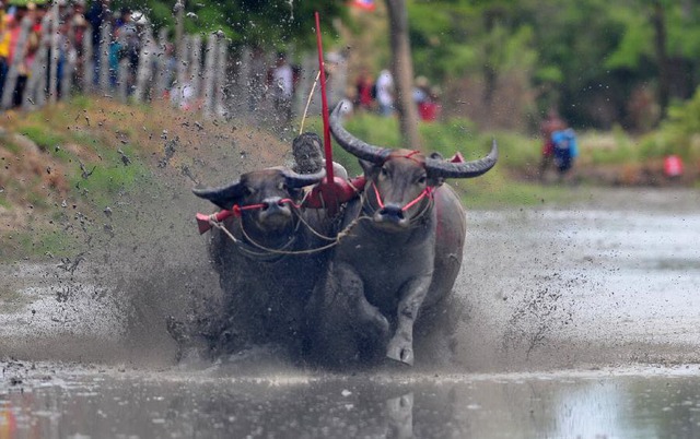 Một nông dân ttham gia cuộc thi đua trâu được tổ chức hàng năm tại tỉnh Chonburi, Thái Lan.