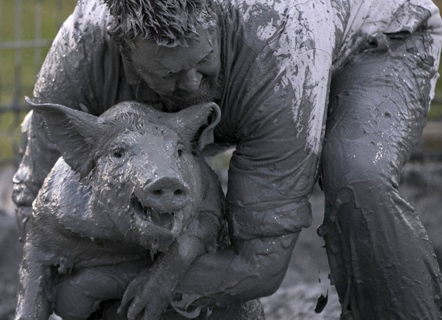 Một người đàn ông cố gắng bắt lợn trong bùn tại lễ hội du Cochon ở Sainte-Perpetue, Quebec, Canada.