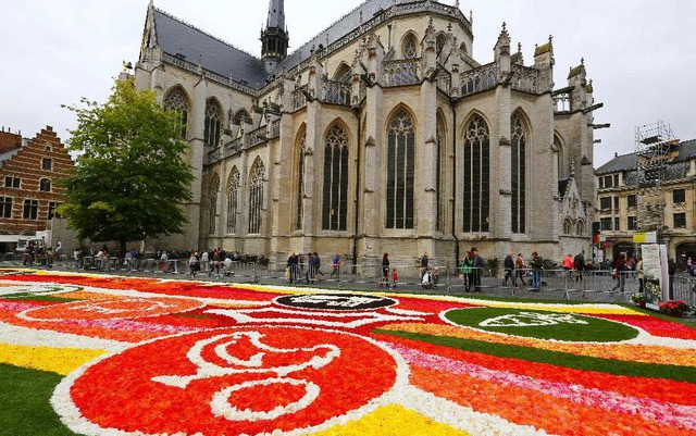 Thảm hoa khổng lồ được làm từ 120.000 bông hoa hải đường tại thành phố cổ Leuven, Bỉ.