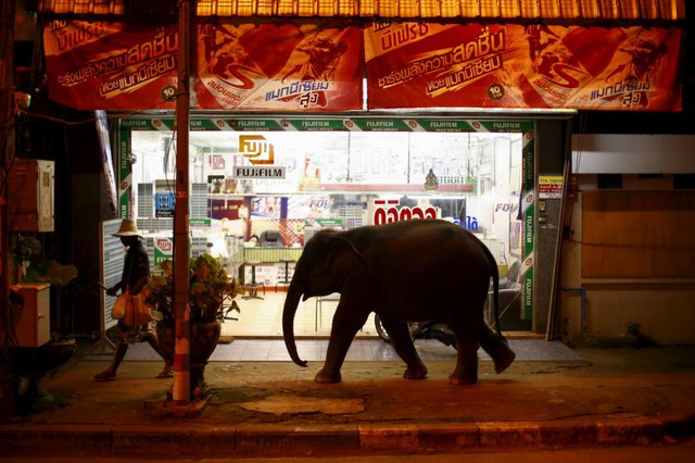 Người quản tượng dắt voi qua một cửa hàng nhỏ ở Udon Thani, Thái Lan.