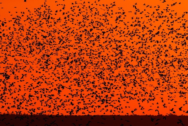 
Hàng trăm con chim sáo đá bay về tổ lúc hoàng hôn tại thành phố Zingst, Đức.
